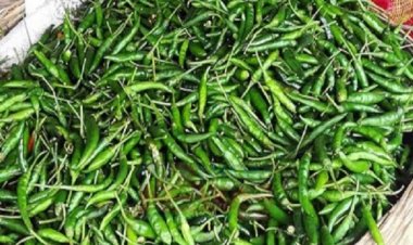 কাঁচামরিচের ‘ডাবল সেঞ্চুরি