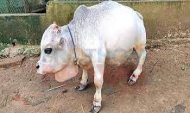 বিশ্বের সবচেয়ে ছোট গরুর স্বীকৃতি পেল সেই ‘রানি’