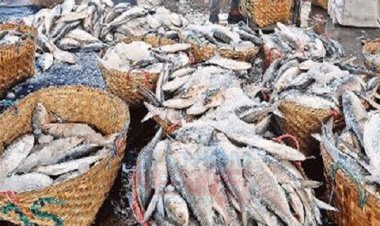 পশ্চিমবঙ্গে অর্ধেক দামেও ইলিশের ক্রেতা পাওয়া যাচ্ছে না