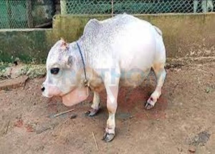 বিশ্বের সবচেয়ে ছোট গরুর স্বীকৃতি পেল সেই ‘রানি’