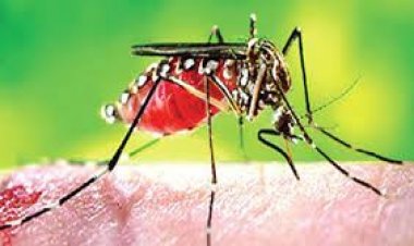  ২৪ ঘণ্টায় আরও ২২৪ ডেঙ্গুরোগী হাসপাতালে ভর্তি