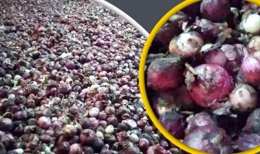 ভারতীয় পেঁয়াজ কিনছেন না পাইকারি ব্যবসায়ীরা: হিলিতে গুদামেই পচছে পেঁয়াজ