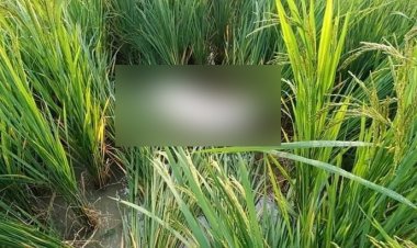 ধানক্ষেত থেকে এক শিশুর বস্তাবন্দি লাশ উদ্ধার