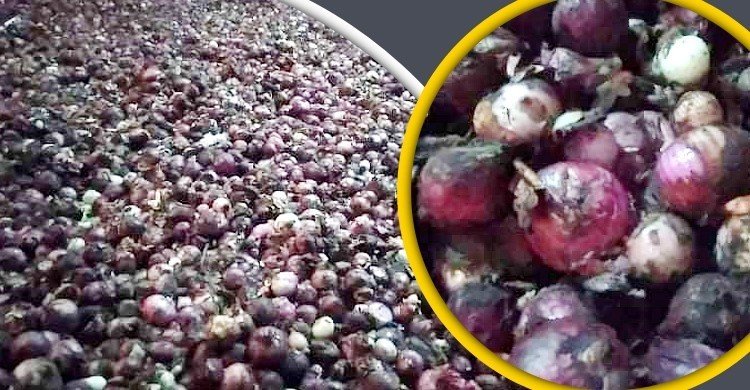 ভারতীয় পেঁয়াজ কিনছেন না পাইকারি ব্যবসায়ীরা: হিলিতে গুদামেই পচছে পেঁয়াজ
