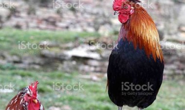 ছয় বছর পর মুক্তির আলোয় ‘লাল মোরগের ঝুঁটি’