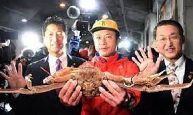  জাপানি পুরুষ কাঁকড়ার দাম ৩৭ লাখ টাকারও বেশি