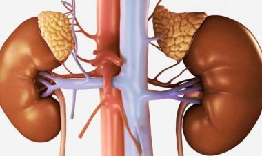 কিডনি সুস্থ রাখতে ৭ উপায়