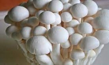 মাশরুম চাষ সম্প্রসারণ : চাষ শিখতে ৩০ কর্তার চীন ভারত ও থাই ভ্রমণ