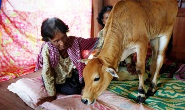 স্বামী আমার সঙ্গে যা করতেন ও তা-ই করে, গরুকে বিয়ে করে ফের সংসার পাতলেন মহিলা
