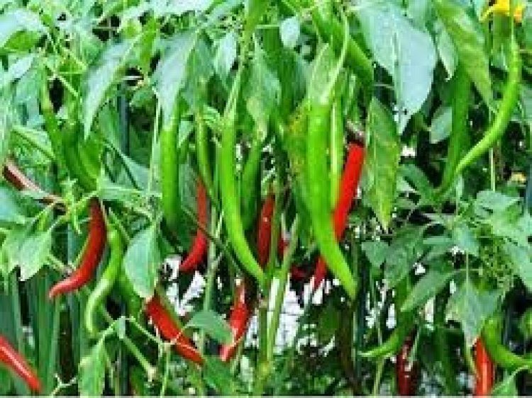 মহাকাশে জন্মালো কাঁচা মরিচ