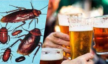 তেলাপোকার বিয়ার নাকি জাপানে সবচেয়ে জনপ্রিয়!