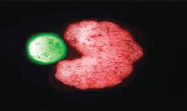 বিশ্বের প্রথম জীবন্ত রোবট এখন নাকি প্রজননও করতে পারবে