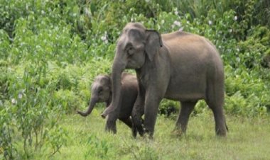 হাতি হত্যার দায়ে দেশে প্রথম সাজা