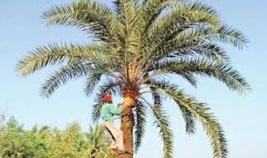  খেজুরগুড় তৈরি করে সংসার চলে ত্রিপুরার বিএ পাস সেলিমের