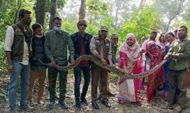 লোকালয়ে ধরা পড়লো ১৫ ফুট দৈর্ঘ্যের অজগর