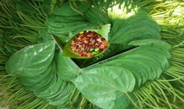 পানে আছে যতো গুন