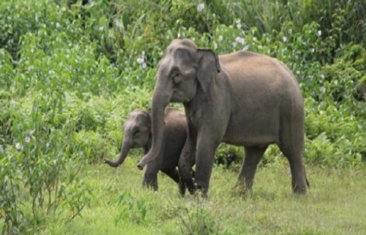 হাতি হত্যার দায়ে দেশে প্রথম সাজা