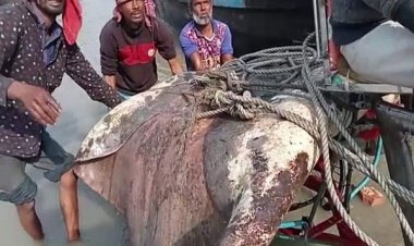 জেলের জালে ধরা পড়ল ১০ মণের শাপলা পাতা