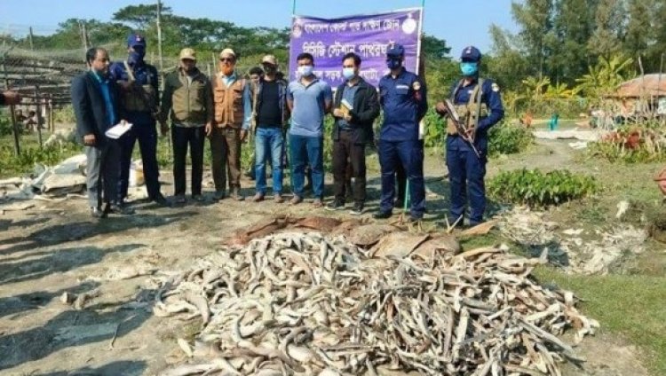 পাথরঘাটায় ১২ মণ হাঙর ও শুটকি উদ্ধার