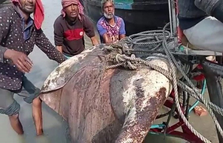 জেলের জালে ধরা পড়ল ১০ মণের শাপলা পাতা
