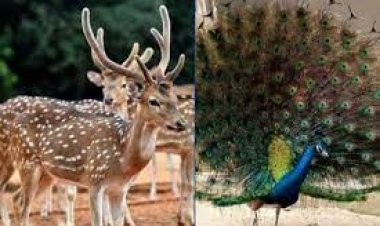 ১৩ মাসে হরিণ-ময়ূর বেচে চিড়িয়াখানার আয় ১ কোটি ৩৪ লাখ