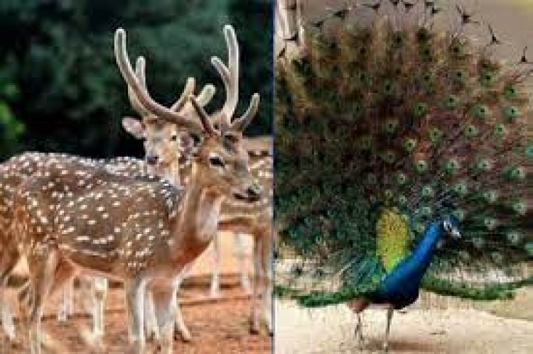 ১৩ মাসে হরিণ-ময়ূর বেচে চিড়িয়াখানার আয় ১ কোটি ৩৪ লাখ