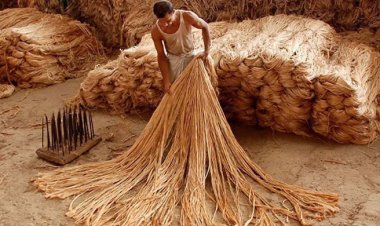 আজ জাতীয় পাট দিবস