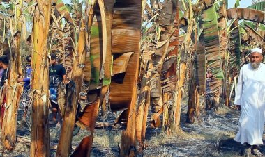 পাবনায়  শত্রুতার আগুনে পুড়ল ৫০ বিঘা কলাবাগান