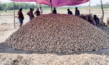 কম দামেও আলু নিচ্ছে না কেউ, নষ্ট হচ্ছে মাঠে