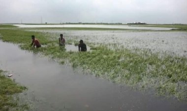 উজানের পানিতে ডুবছে কিশোরগঞ্জের হাওরের ফসল