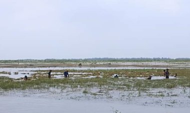 ডুবছে ধান, পুড়ছে বাদাম অসহায় কৃষক