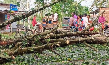 ঠাকুরগাঁওয়ে শিলাবৃষ্টিতে ফসলের ব্যাপক ক্ষতি, নারী আহত