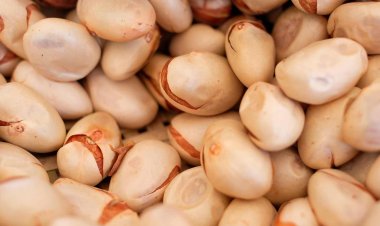 কাঁঠালের বীজ ডায়াবিটিস নিয়ন্ত্রণে রাখে, আর  কিভাবে সাহায্য করে