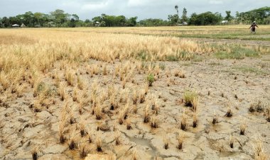 প্রভাব দেখিয়ে ২০ একর ফসল নষ্ট, কৃষকদের গ্রামছাড়া করার হুমকি