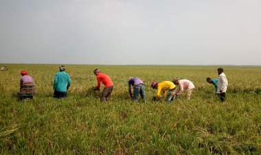 সুনামগঞ্জে বাড়ছে নদীর পানি, কাঁচা ধান কাটায় ব্যস্ত কৃষক