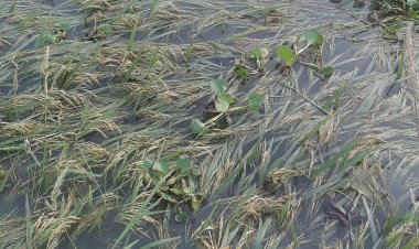 পানির নিচে কৃষকের স্বপ্ন, তলিয়েছে ৫০০ একর জমির ধান