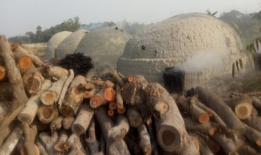 পাহাড়ে ১৩০ চুল্লিতে গাছ পুড়িয়ে কয়লা তৈরি, হুমকিতে পরিবেশ