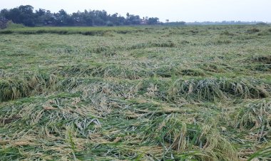 নওগাঁয় ঝড়-বৃষ্টিতে আমে আশীর্বাদ, ধানে ব্যাপক ক্ষতি