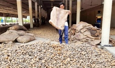 হিমাগারে আলুর পচনে কৃষকের মাথায় হাত