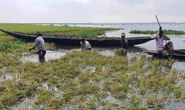 কাঁচা ধান কেটে দিশেহারা হাওরের হাজারো কৃষক