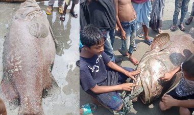 সেন্ট মার্টিনে ধরা পড়ল ১৪০ কেজির বোল মাছ