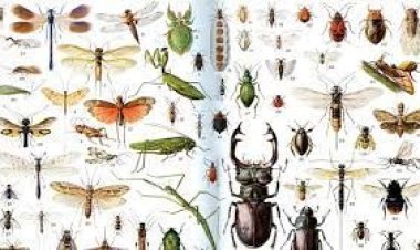 ধ্বংসের মুখে পড়েছে কীটপতঙ্গ,  খাদ্য সংকটে পড়বে ৭.৫ বিলিয়ন মানুষ