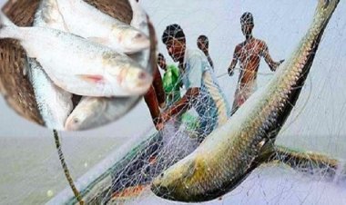 ইলিশ ধরায় নিষেধাজ্ঞা উঠছে মধ্যরাত থেকে