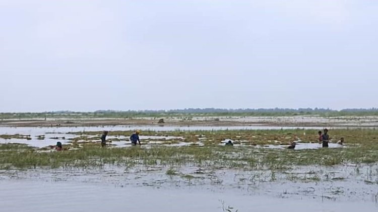 ডুবছে ধান, পুড়ছে বাদাম অসহায় কৃষক