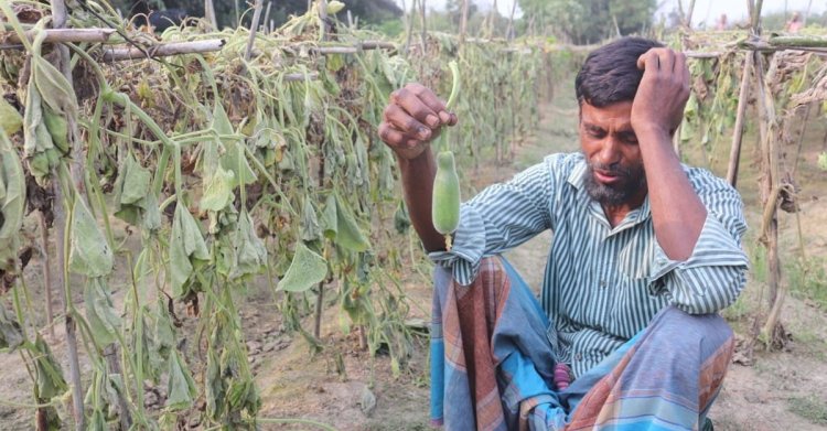 নজির মিয়ার লাউ-কুমড়া গাছ কেটে দিল দুর্বৃত্তরা