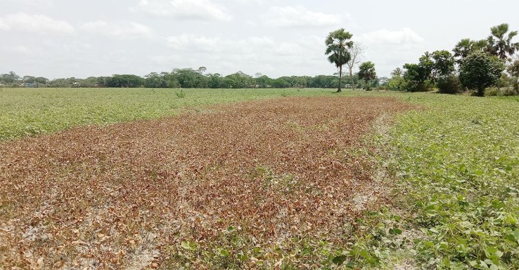 বর্গা জমি ফেরত নেওয়ায় মুগডালগাছে বিষ