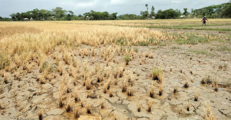 প্রভাব দেখিয়ে ২০ একর ফসল নষ্ট, কৃষকদের গ্রামছাড়া করার হুমকি