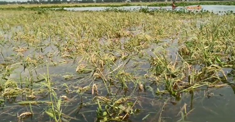 হবিগঞ্জে পাহাড়ি ঢলে আরও ১০০ একর জমির ধান পানির নিচে