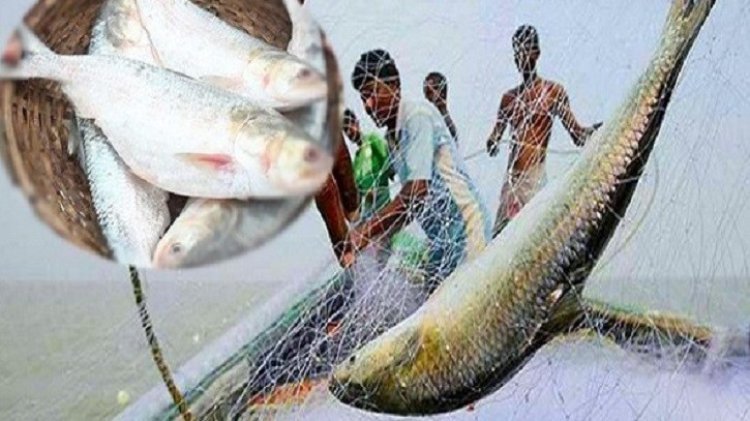 ইলিশ ধরায় নিষেধাজ্ঞা উঠছে মধ্যরাত থেকে