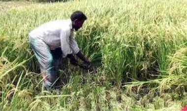 ঘূর্ণিঝড় ‘অশনি’র আশঙ্কায় আগাম ধান কাটছে কৃষক